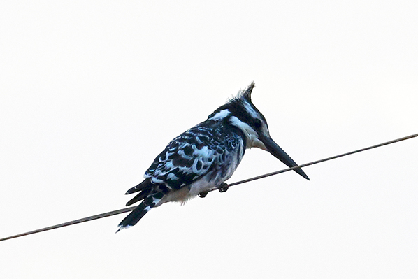 Pied Kingfisher